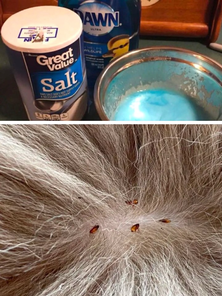 Do you have fleas on your pet? Use Dawn dish soap and table salt for a quick and easy cure.