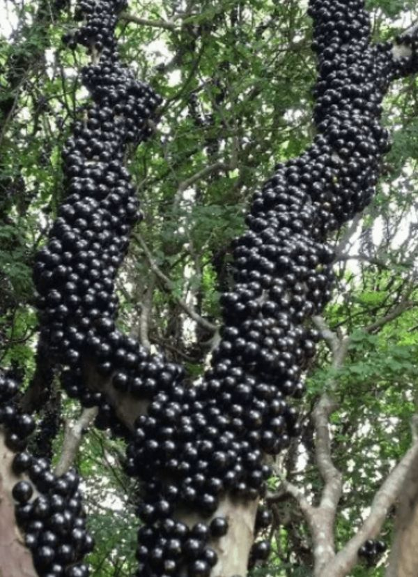 Discover the Hidden Health Gem: Jabuticaba Fruit