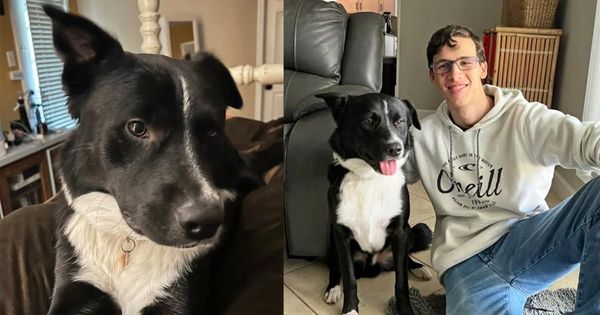 A Loyal and Lifesaving Companion: Dog Saves Teen’s Life from a Stroke