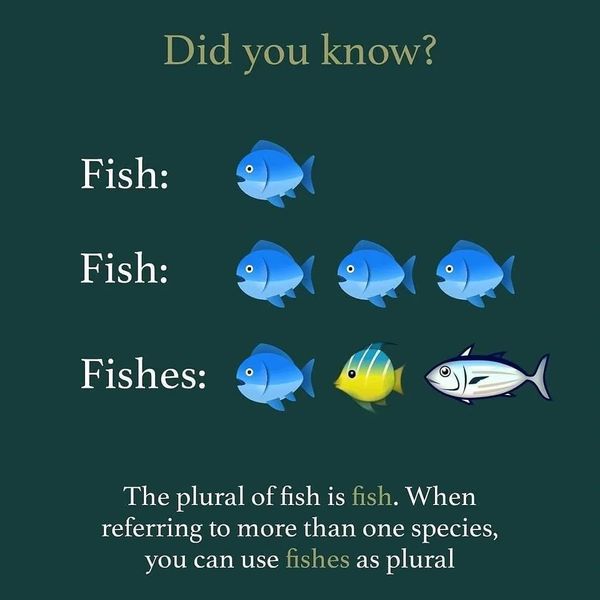 The Plural Of Fish