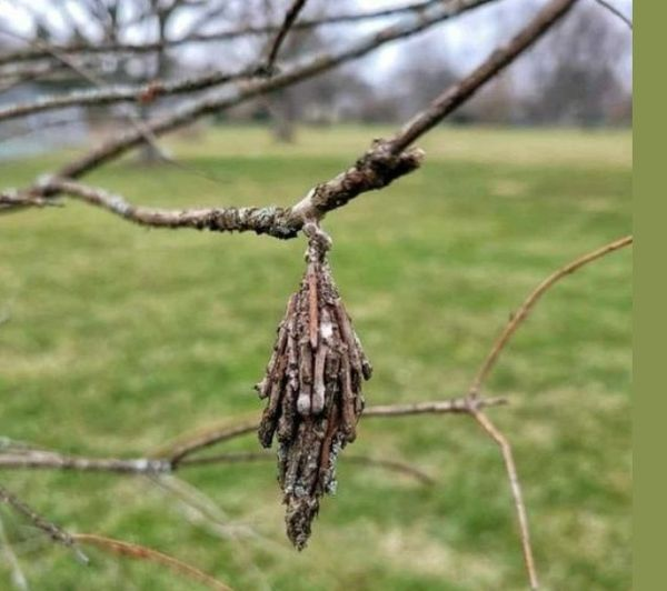 Protecting Your Trees: Defending Against the Silent Threat of Evergreen Bagworms