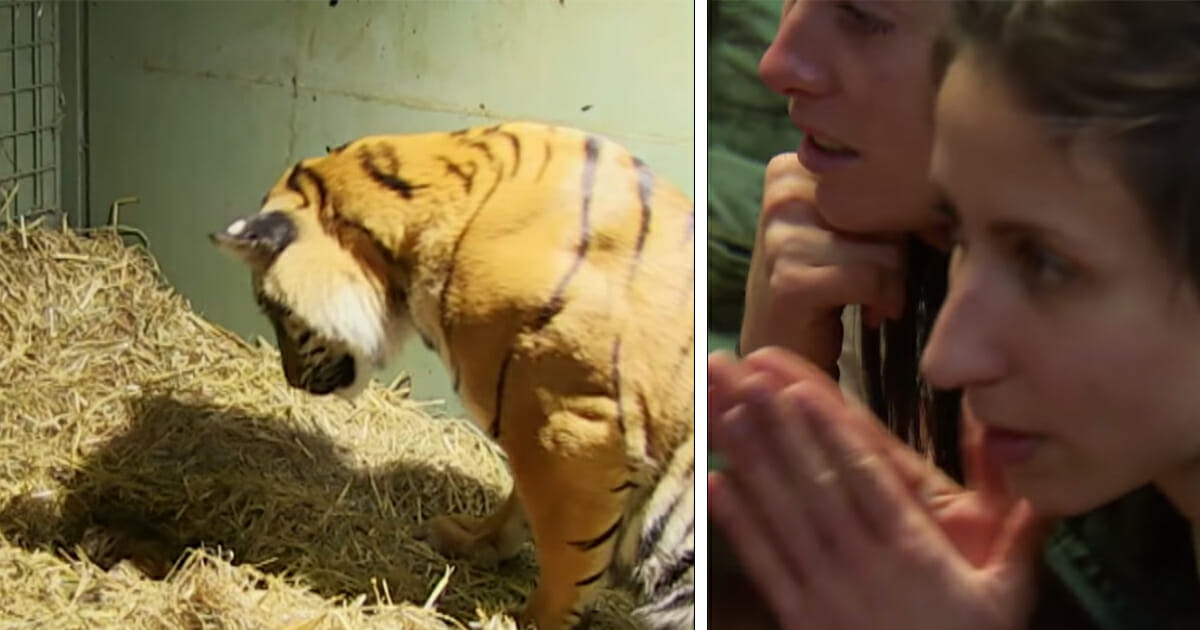 Tiger Mom Gives Birth to Lifeless Cub – Incredible Reaction