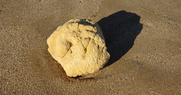 A Surprising Discovery on the Beach