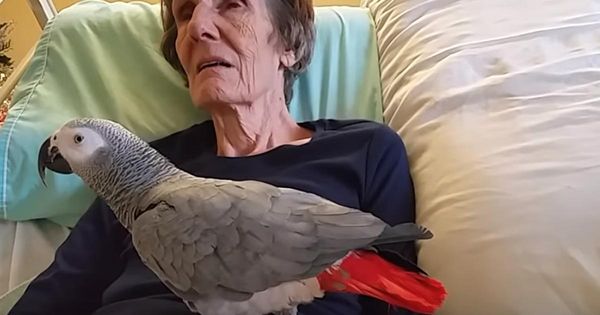 Heartwarming Goodbye Between a Dying Woman and Her Parrot of 26 Years