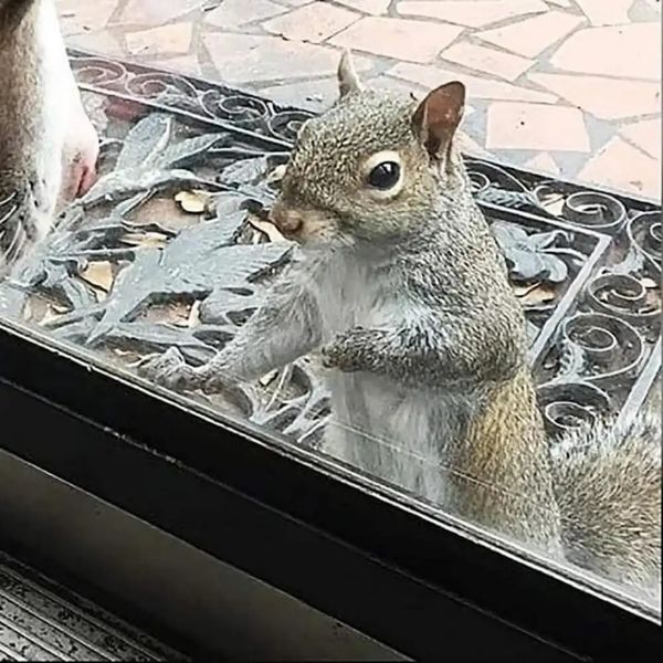 An Unlikely Friendship Between a Family and a Little Squirrel