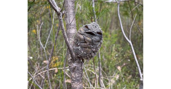 A banksia pod resembling a baby tawny frogmouth