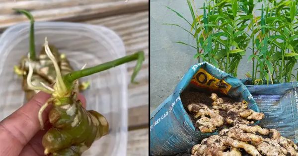 How to Grow Ginger at Home in Pots