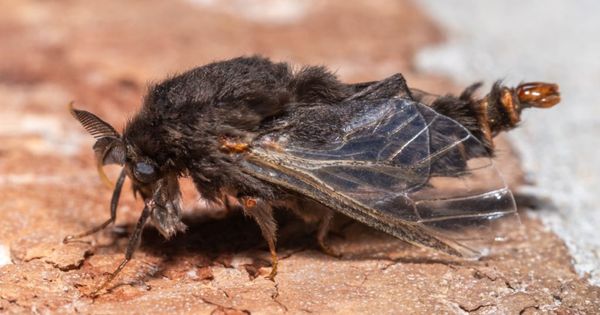 Evergreen bagworm macro close up