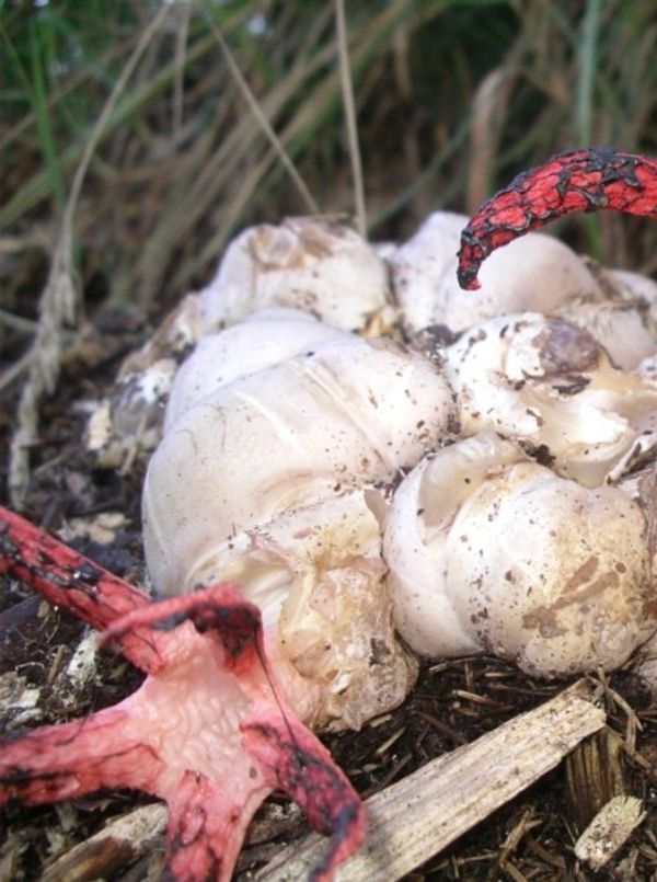 Unveiling the Mysterious Octopus Stinkhorn Fungus