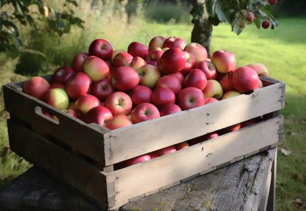 a crate with apples