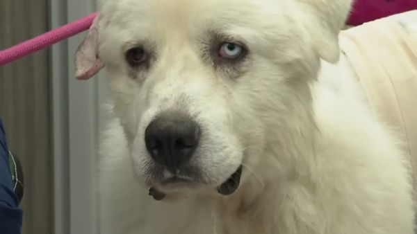 Casper, the Heroic Farm Dog Nominated for “Farm Dog of the Year”