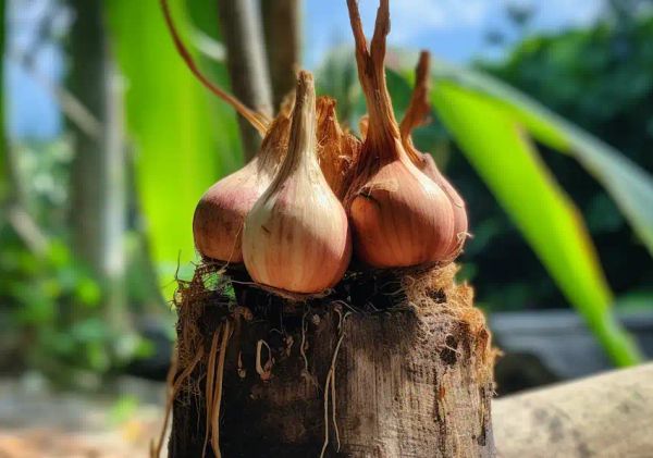benefits of growing onions