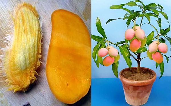 How to Plant a Mango Seed and Successfully Grow It in a Pot