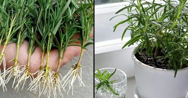 Easy Steps to Grow Rosemary from Cuttings in Water and Transplant Them into Pots