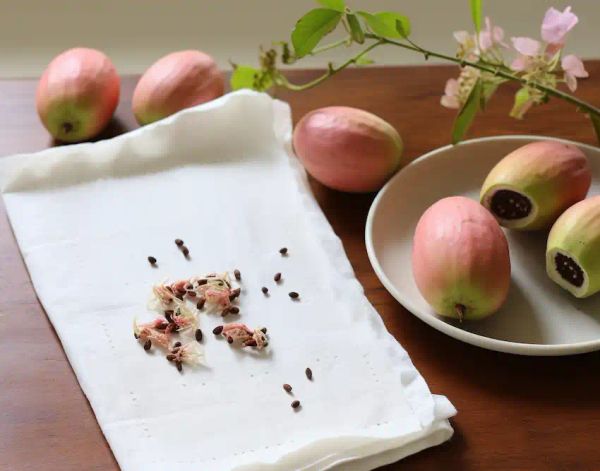 guava seeds on a paper towel