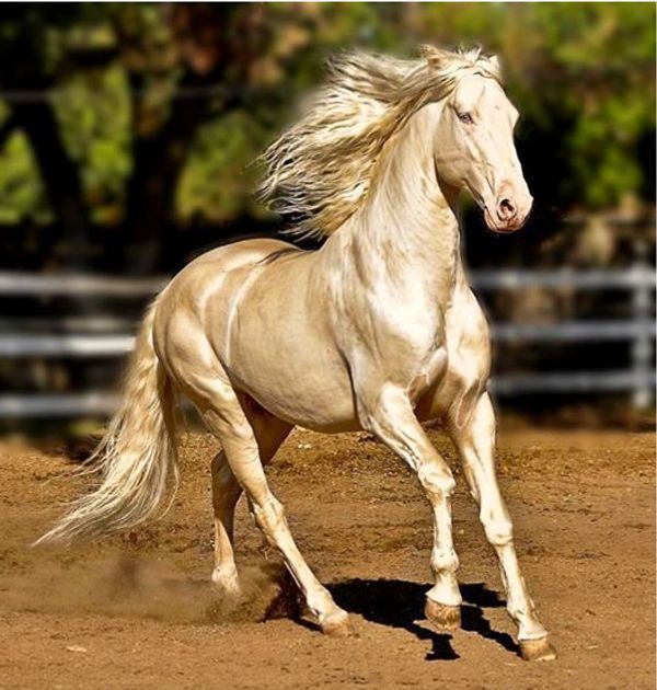 The World’s Most Beautiful Horse: A Majestic Miracle