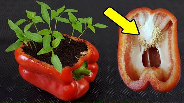 How to Grow Peppers at Home: Tips for Abundant Production