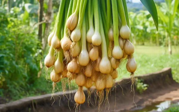 growing onions without soil