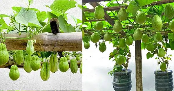 Cultivating Chayote in Containers: A Guide to Fresh and Flavorful Harvests