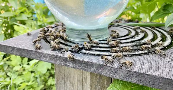 Why and How to Make a Bee Water Station