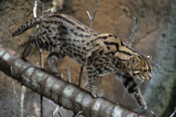 Fishing Cat