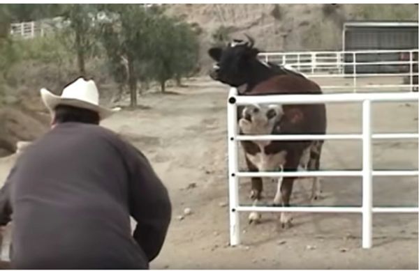 Mother cow reuniting with her calf