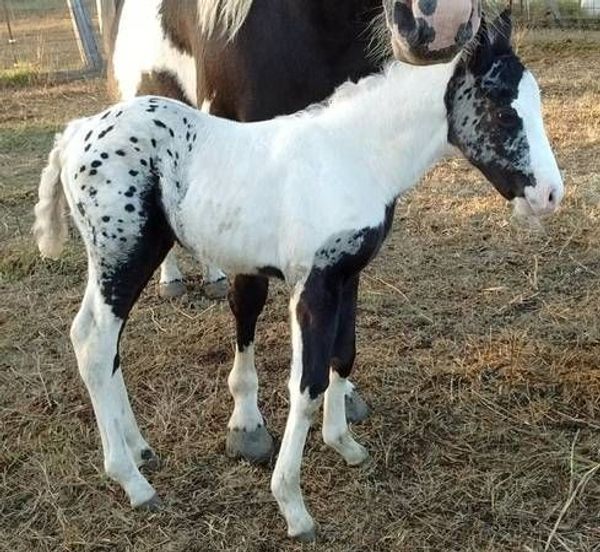 Horse Refuses To Give Birth