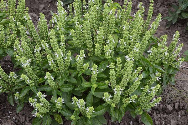 Don’t Throw Away the Flowers on Your Basil: They’re Worth Their Weight in Gold!