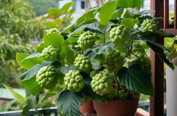 growing sweetsop in containers