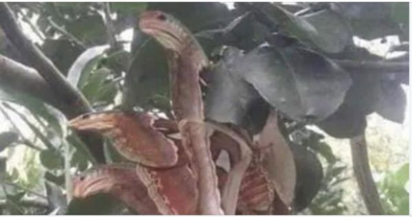 Angry-looking ‘snakes’ spotted lurking in tree, but everything is not as it seemed