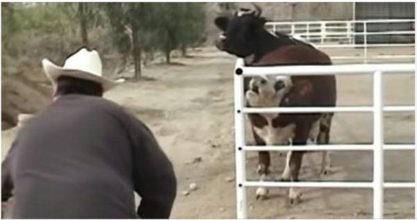 Heartbreaking Separation: Mother Cow Cries for Her Missing Baby
