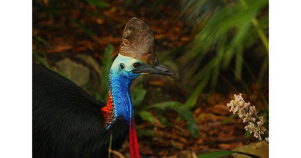 Exploring the World of Animals: The Cassowary’s Deadly Encounter