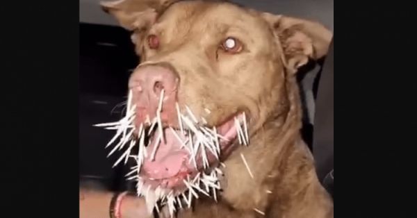 Pit Bull's Run-In with Porcupine Leaves Owner with Huge Vet Bill