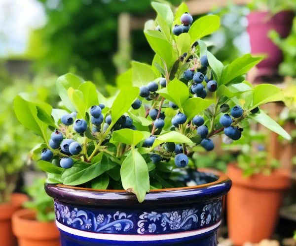 blueberry plant in a pot