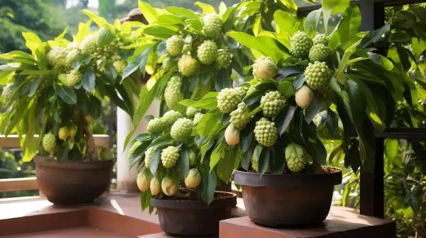 Master the Art of Growing Delicious Sweetsop Trees from Seeds at Home