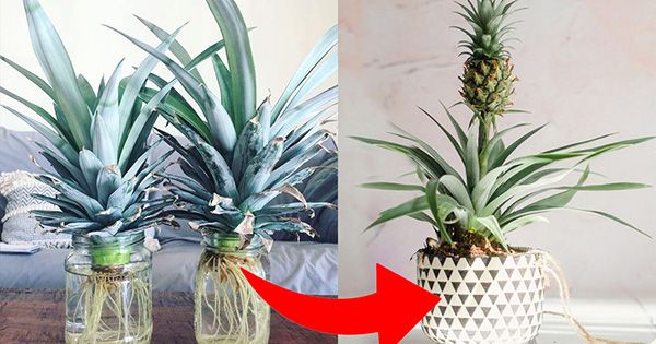 A Simple Guide to Growing Pineapples in Water at Home