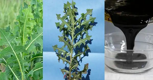 Unlocking the Benefits of Lactuca Serriola (Prickly Lettuce): A Natural Medicinal Marvel