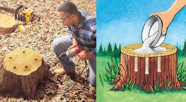 How to Remove a Tree Stump: 4 Friendly Methods