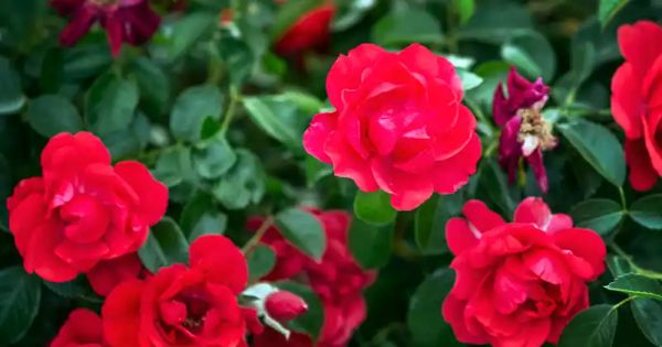 Planting Rose Cuttings Horizontally: Cultivating Strong and Resilient Rose Bushes