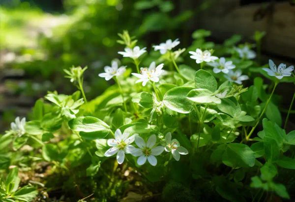 chickweed near the house