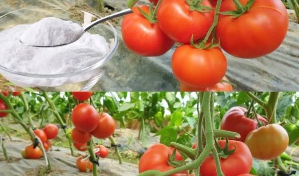 Baking Soda: The Gardener’s Best Friend – 10 Amazing Garden Hacks