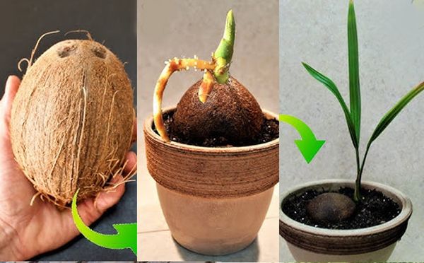 How to Grow and Plant a Coconut Tree at Home