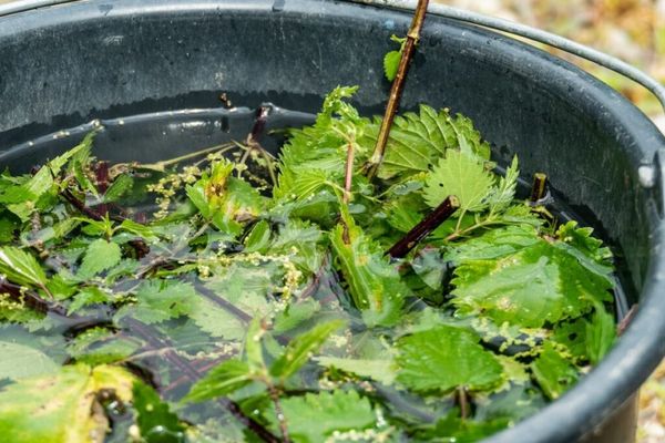 Elevating Sustainable Agriculture: The Multifaceted Benefits of Nettle Fertilizer Pesticide