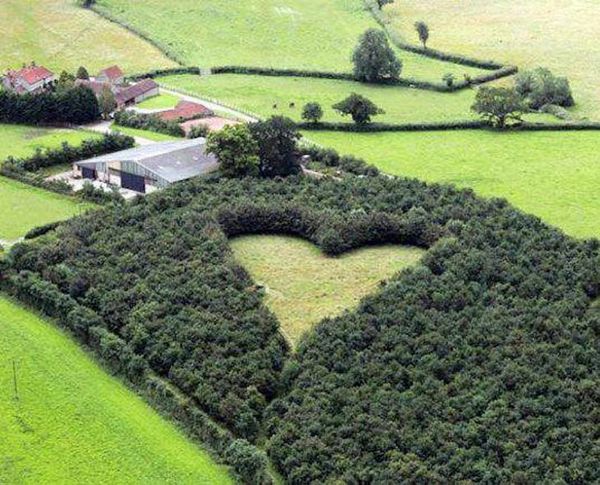Aerial view of the heart-shaped forest