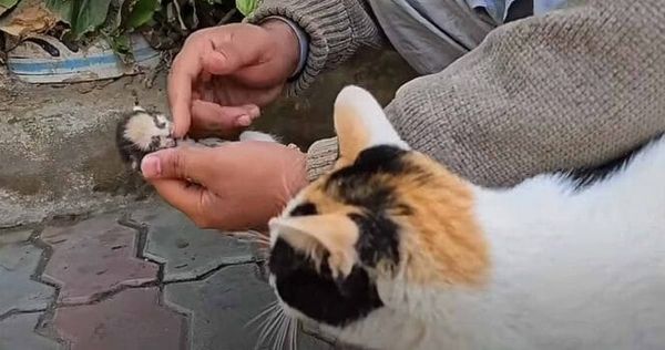 Mama cat places her dying kitten in man's hands, receives a response she will never forget