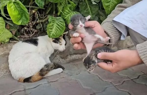 The kittens receive love and care
