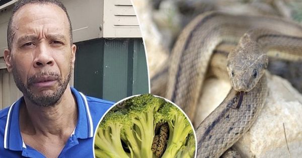 Man is Horrified to Find a Ladder Snake Inside a Bag of Broccoli He Purchased From