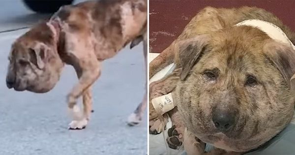 No one believed ”pumpkin head” dog would survive - four weeks later, he has proven everyone wrong