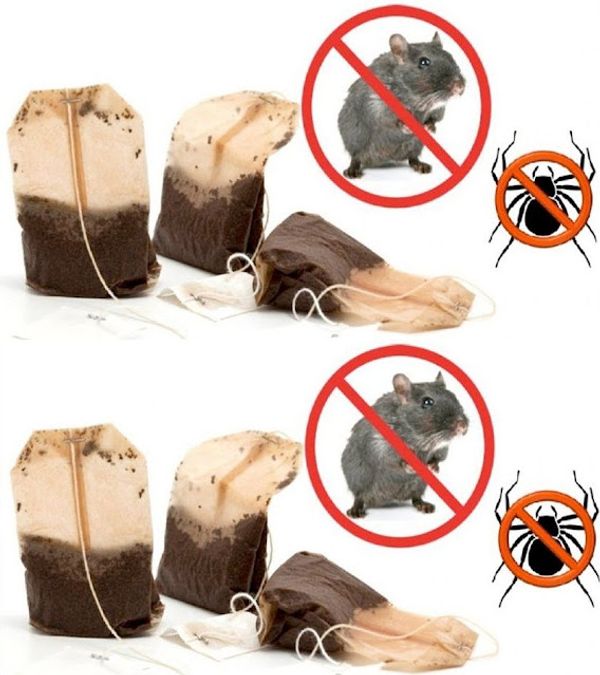 Here’s how to use a tea bag to keep insects and rodents away.