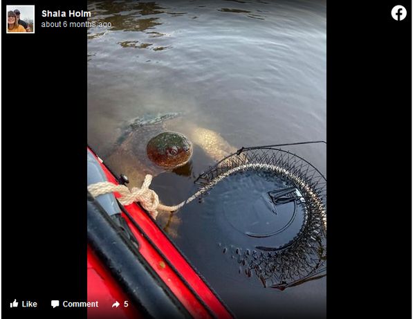A Surprising Encounter with a Monster Turtle in the Mississippi River!